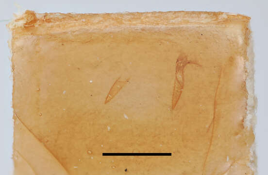 Image of Pachynematus