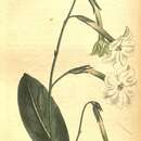 Image of Nicotiana undulata Ruiz & Pav.