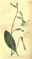 Image of Nicotiana undulata Ruiz & Pav.