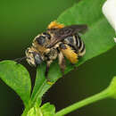 Image of Common Long-horned Bee