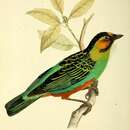 Image of Golden-eared Tanager