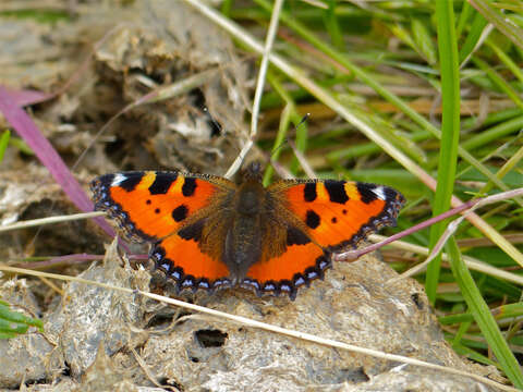 Plancia ëd Aglais urticae Linnaeus 1758