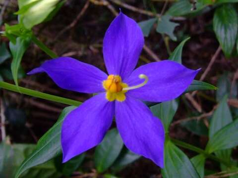 Image of Exacum trinervium subsp. macranthum (Arn.) L. H. Cramer