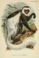 Image de Colobus Illiger 1811