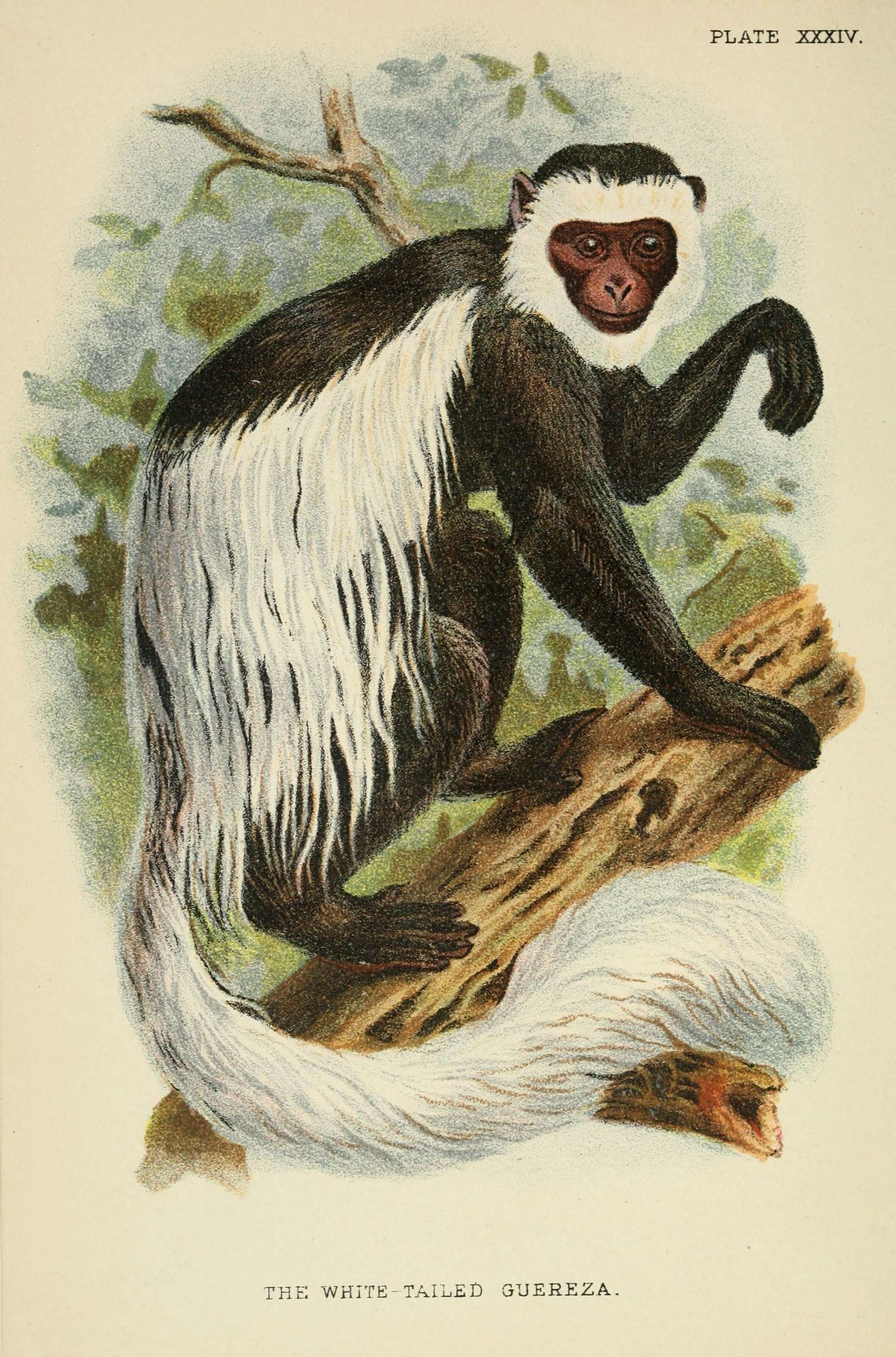 Image of Black-and-white Colobus Monkeys