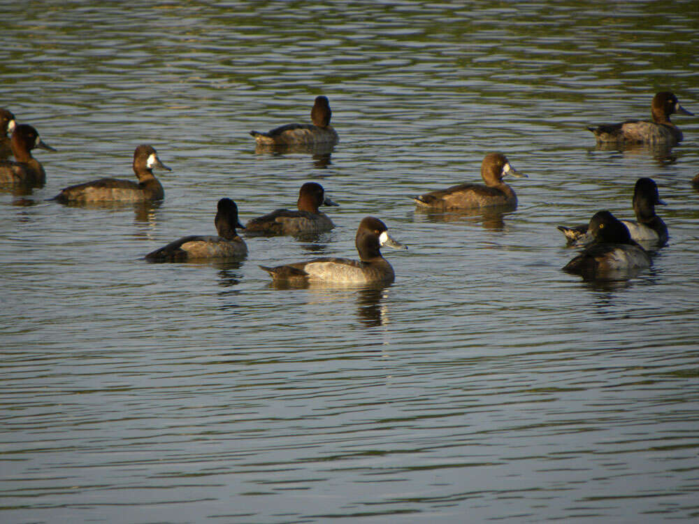 Image of Lesser Scaup