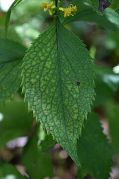 Image of Broad-leaved goldenrod