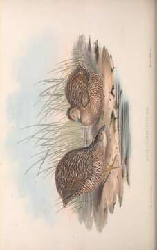 Image of Coturnix ypsilophora ypsilophora Bosc 1792