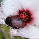 Image of Peltaea lasiantha Krapov. & Cristobal