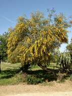 Image of orange wattle