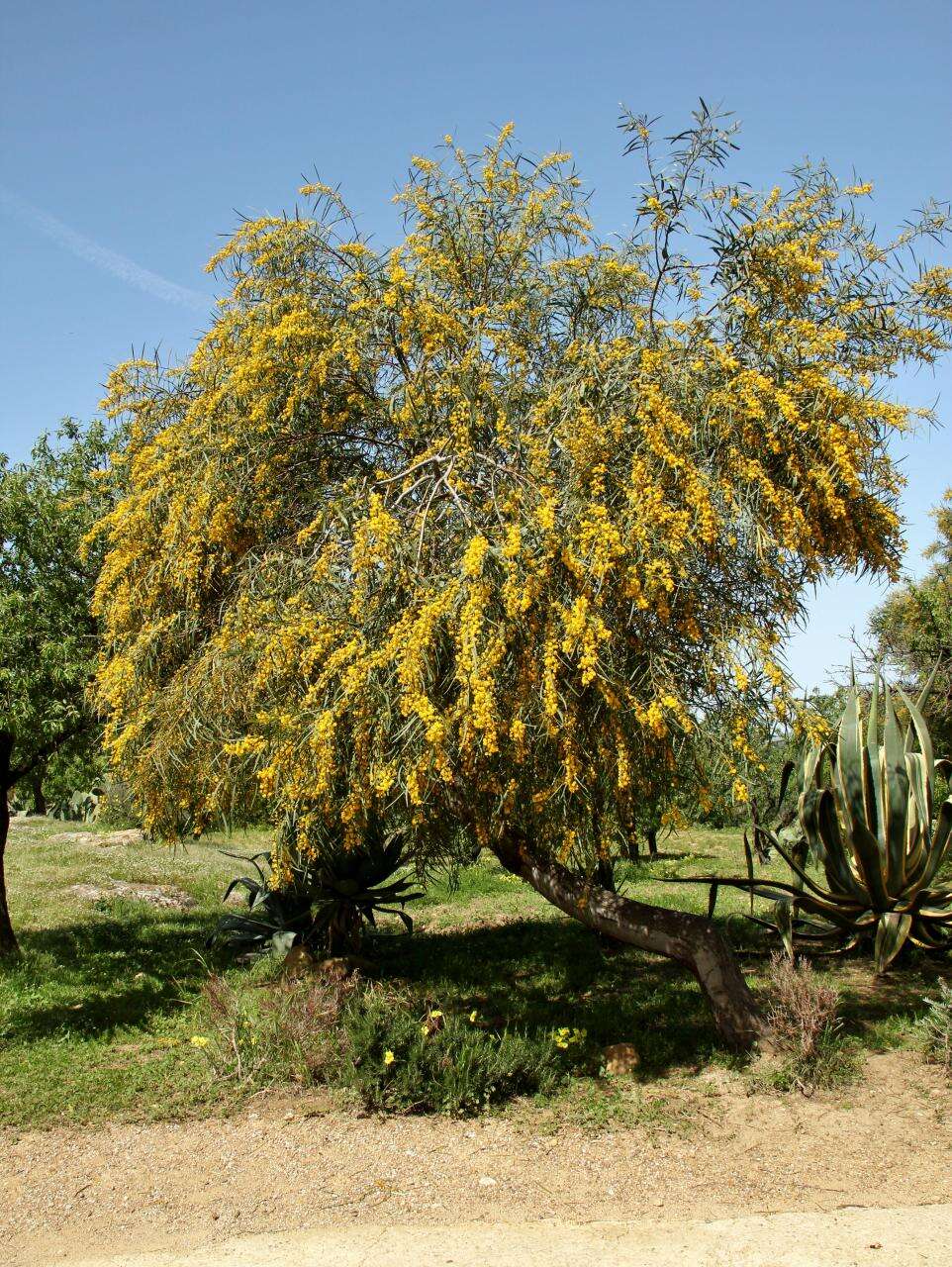 Image of orange wattle