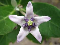 Image of calotropis