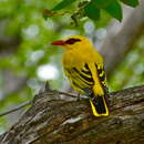 Image of African Golden Oriole