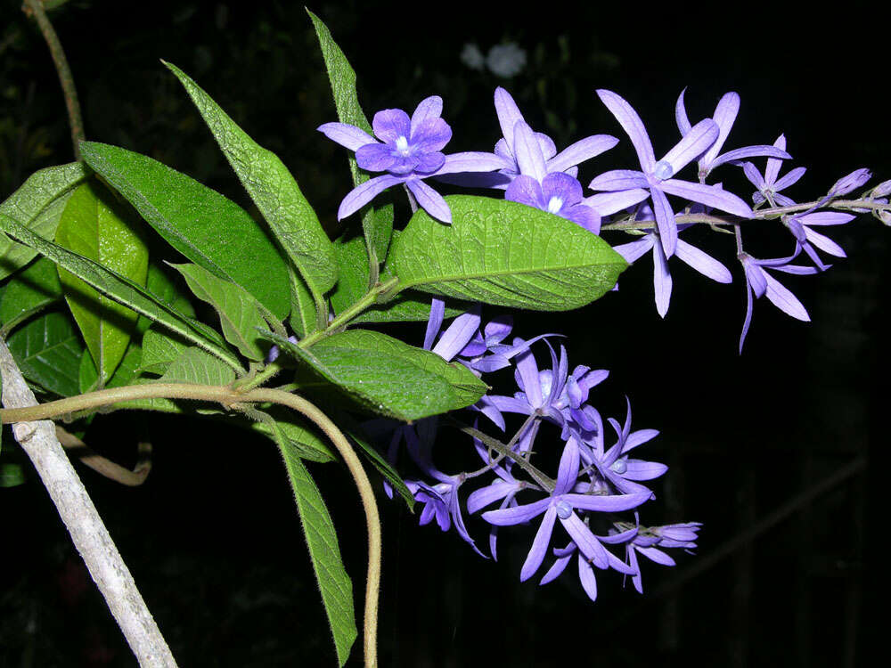 Sivun Petrea volubilis kuva