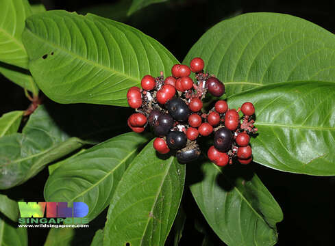 Image of Ixora congesta Roxb.