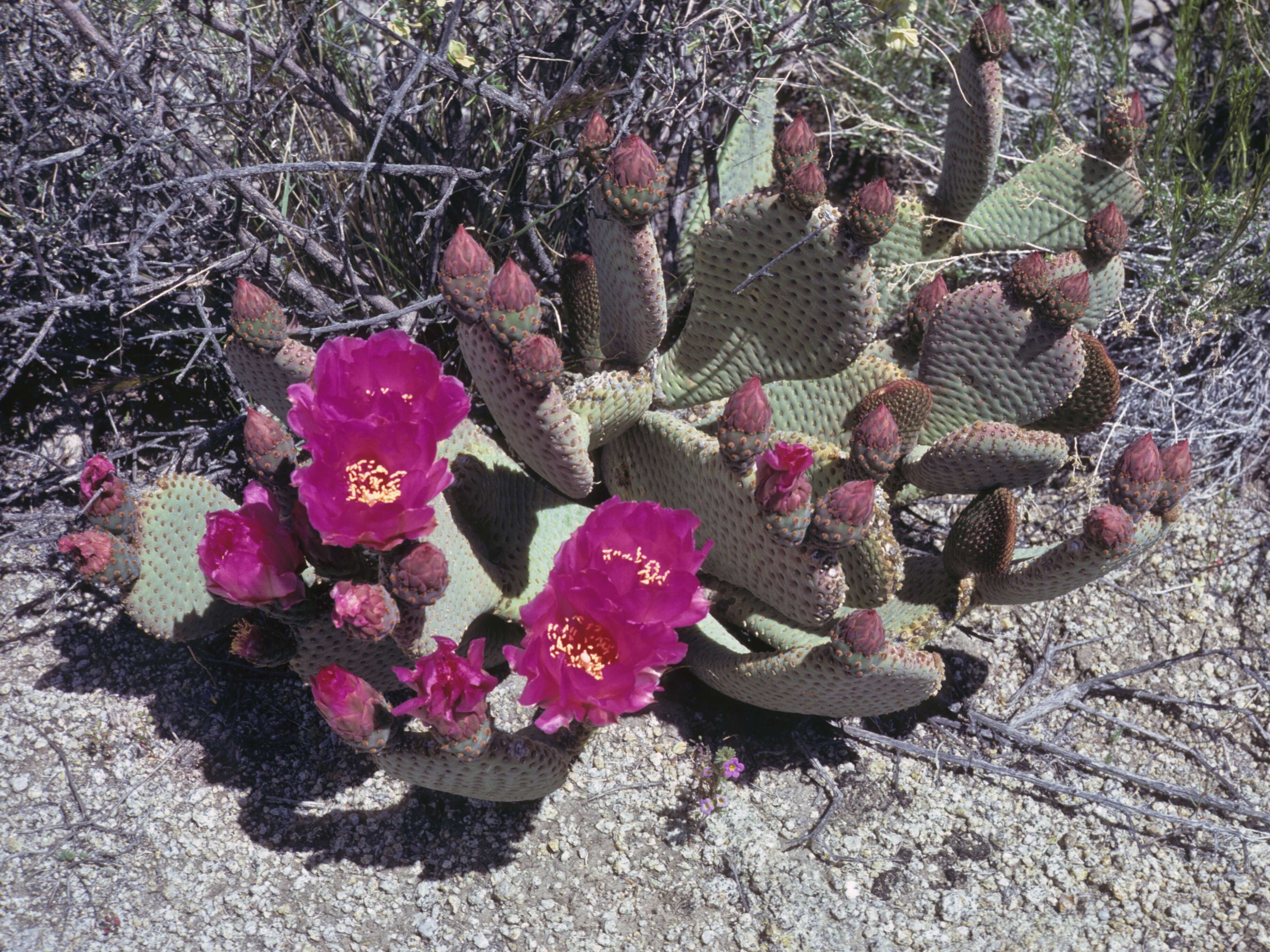 صورة Opuntia basilaris var. basilaris