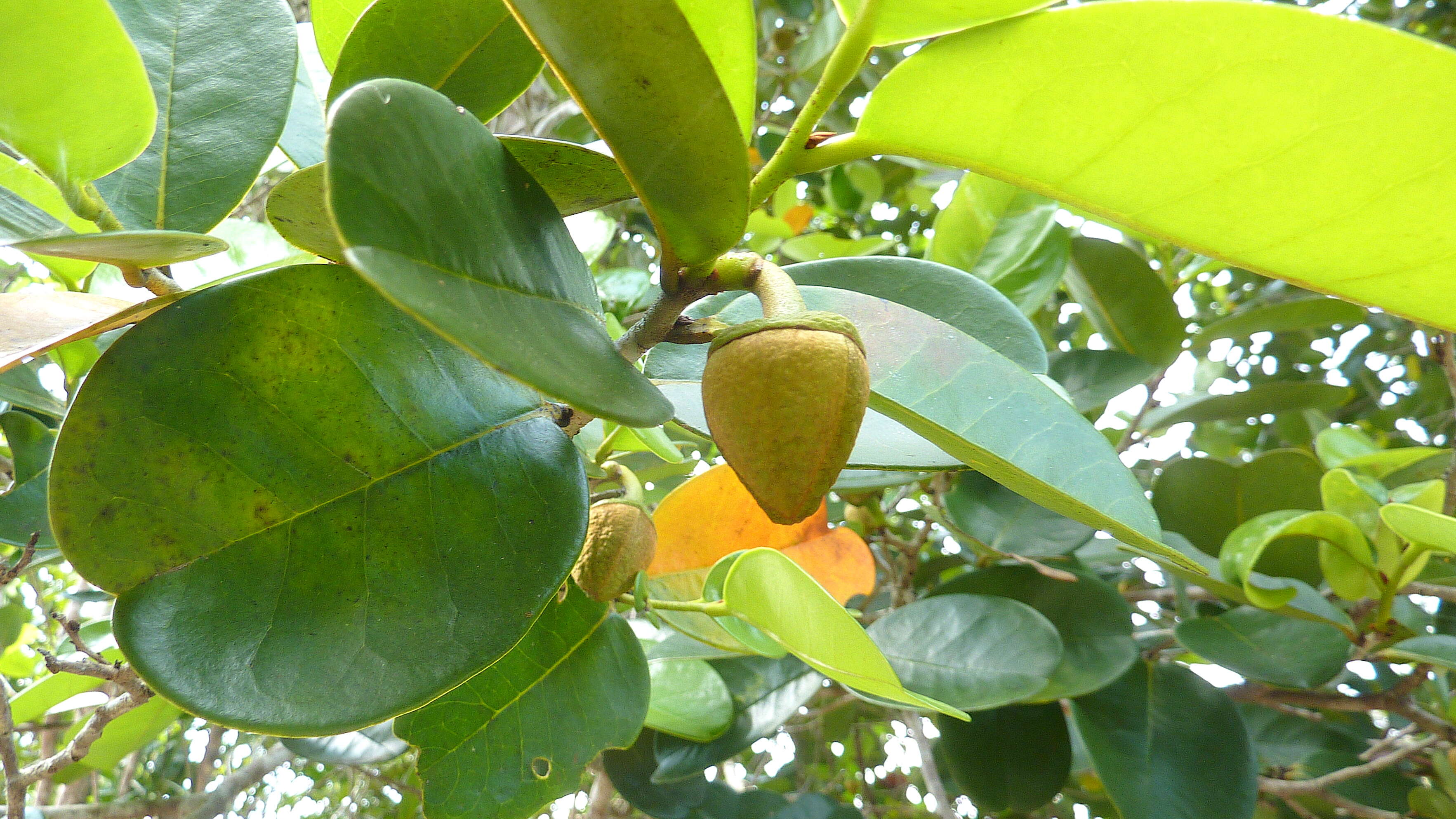 Image of Annona