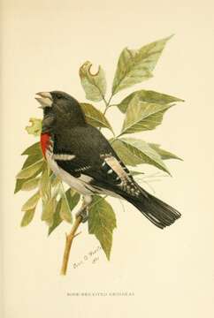 Image of Pheucticus Reichenbach 1850