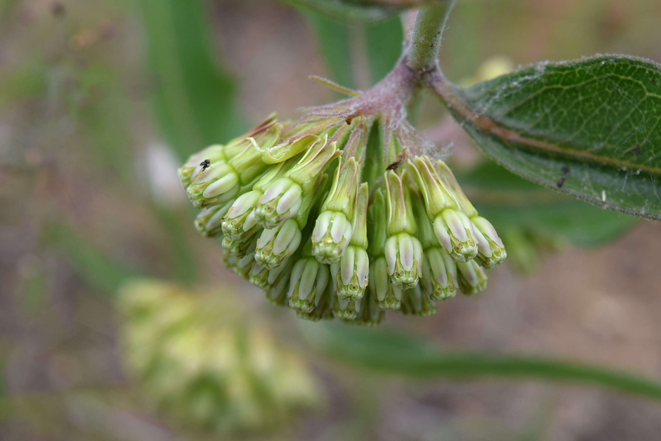 Image of milkweed