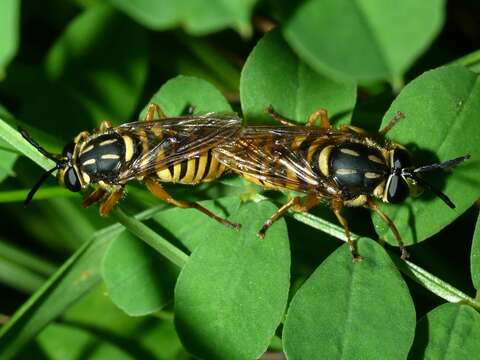 صورة Sphecomyia vittata (Wiedemann 1830)