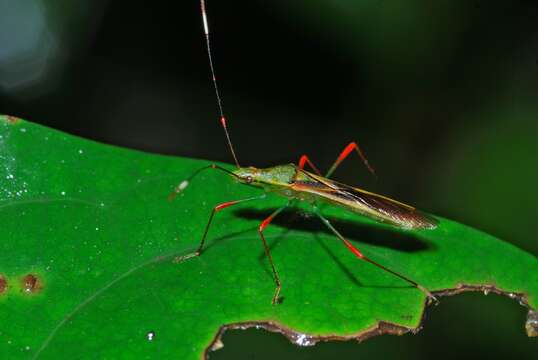 Image of Rice Bugs