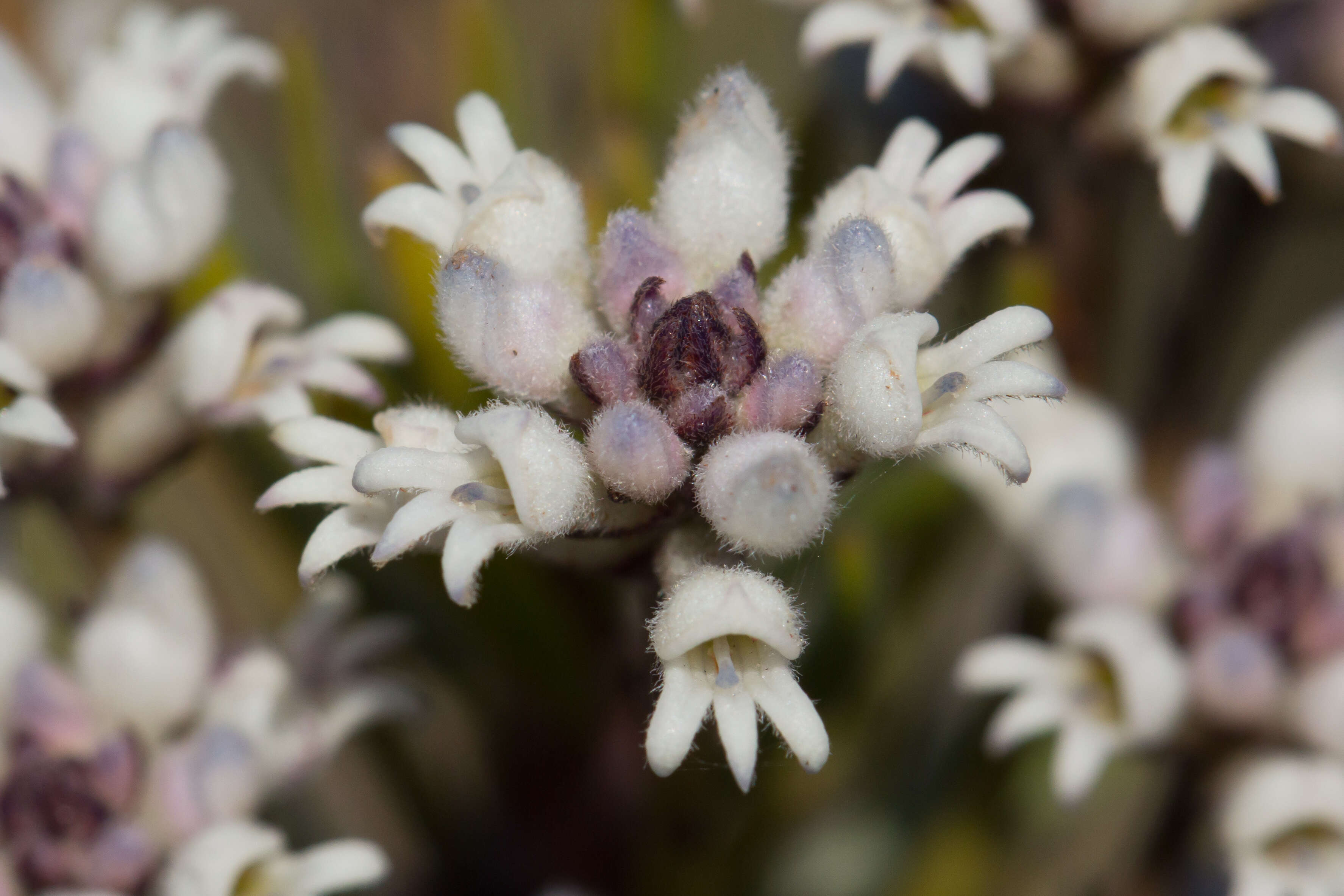 Image of Conospermum hookeri (Meissn.) E. M. Bennett