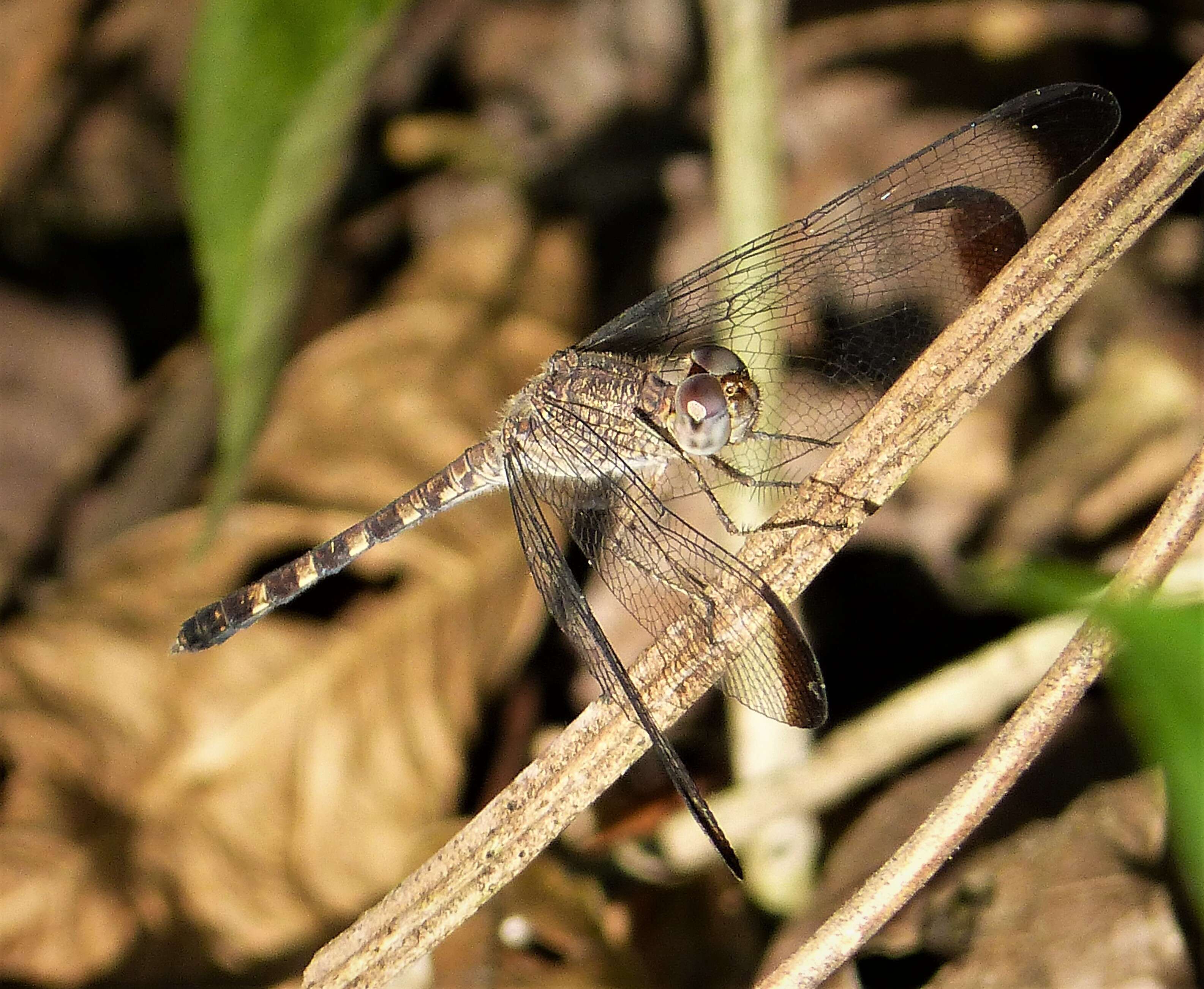 Image of Uracis Rambur 1842