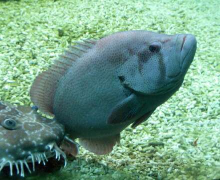 Image of Peacock rockcod