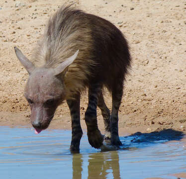 Image of Hyaena Brisson 1762