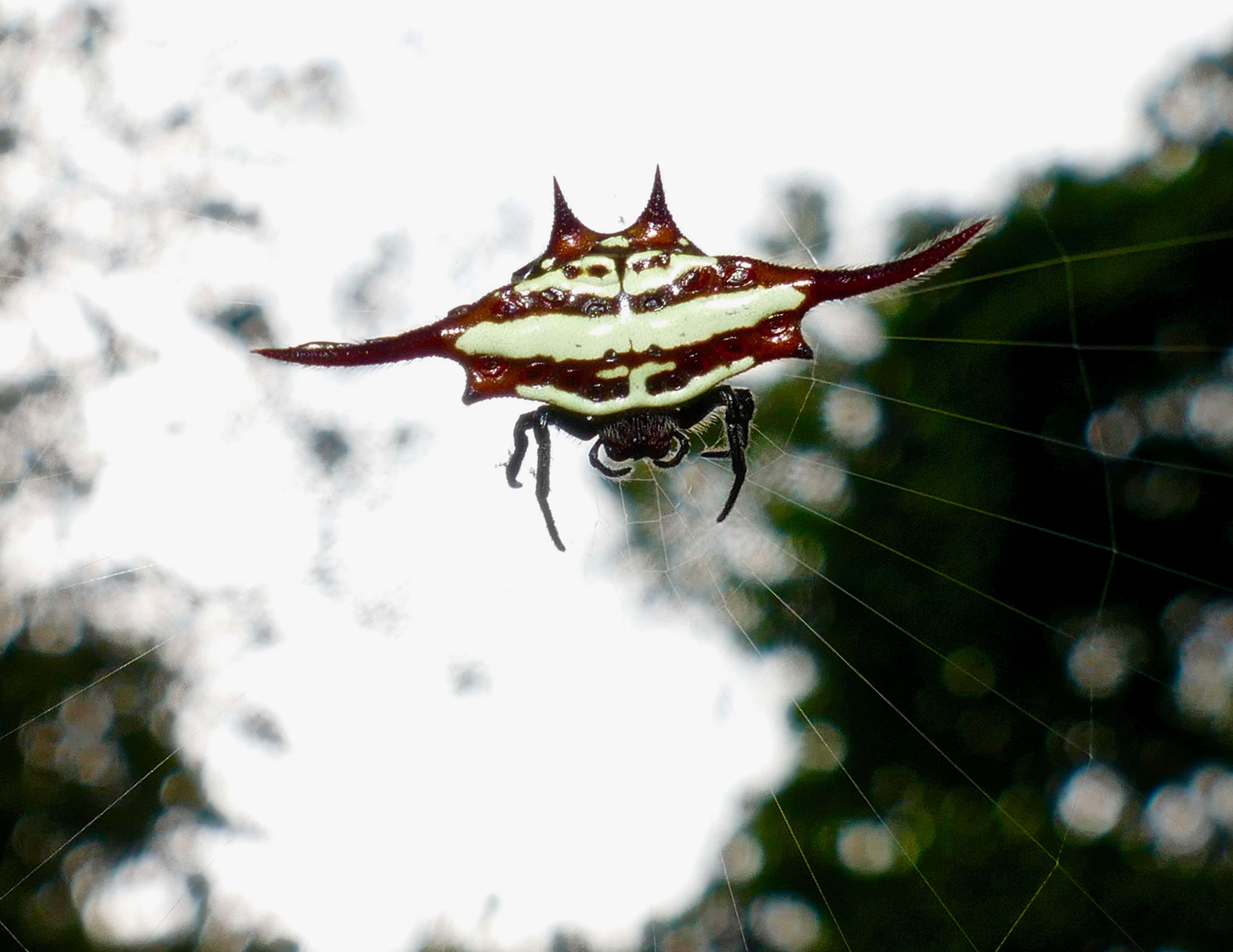 Image of Spiny orb-weaver