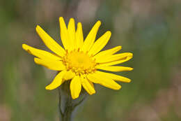 Image of Leopard's-bane Groundsel