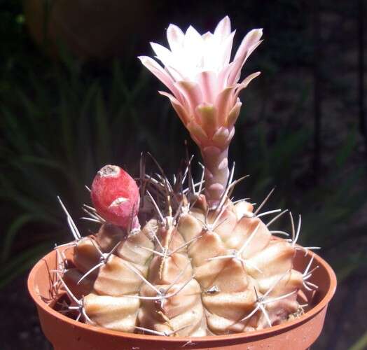 Plancia ëd Gymnocalycium mihanovichii (Fric & Gürke) Britton & Rose