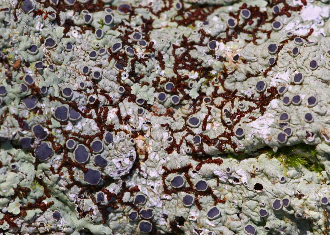 Image of dirinaria lichen