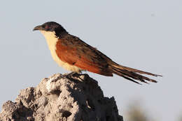 Plancia ëd Centropus senegalensis (Linnaeus 1766)