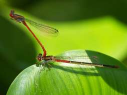 Image of Ceriagrion Selys 1876