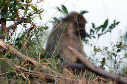 Image of Baboon