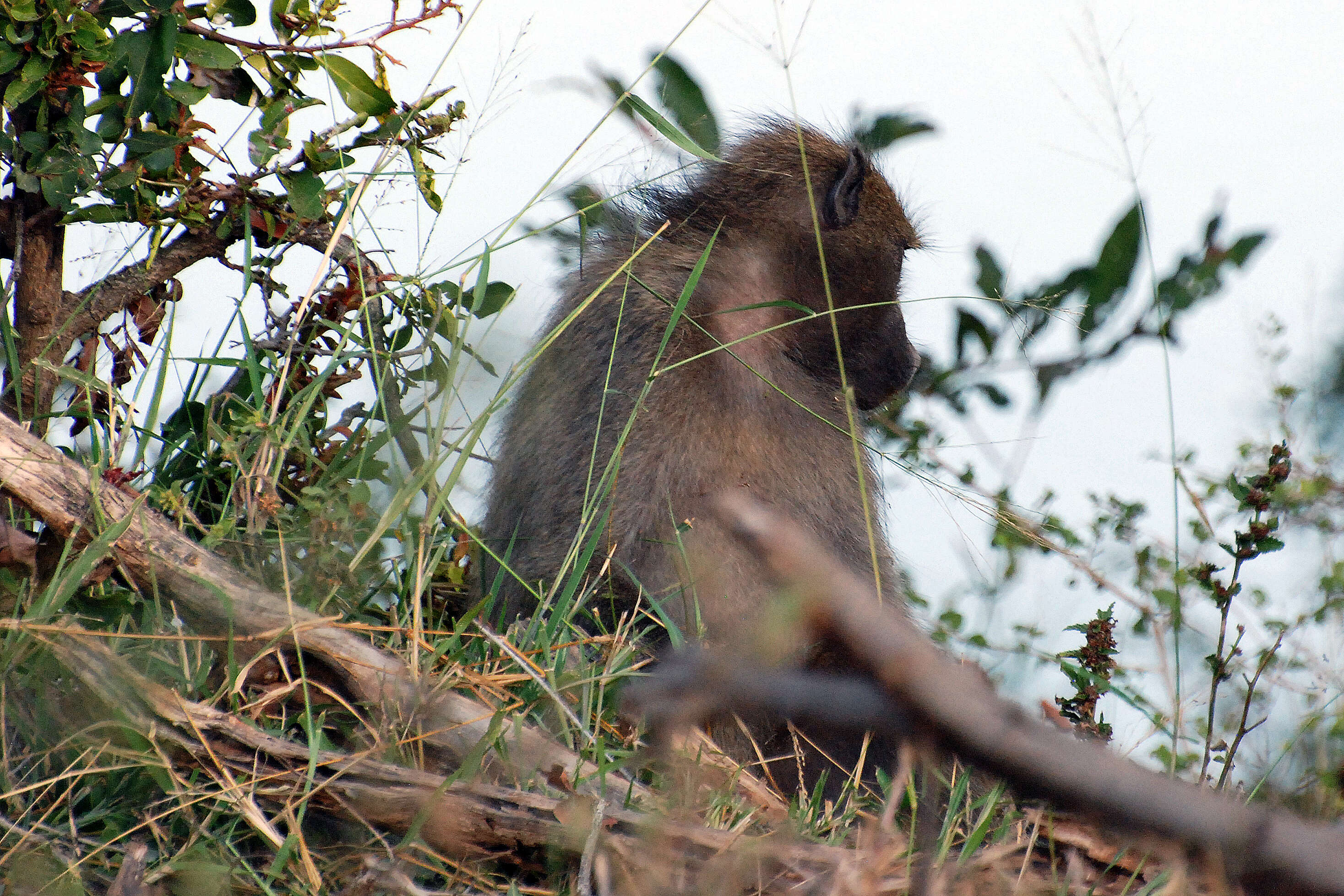 Image of Chacma Baboon