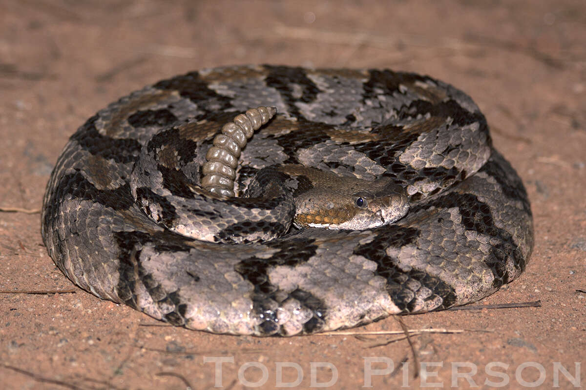 Image of Timber Rattlesnake