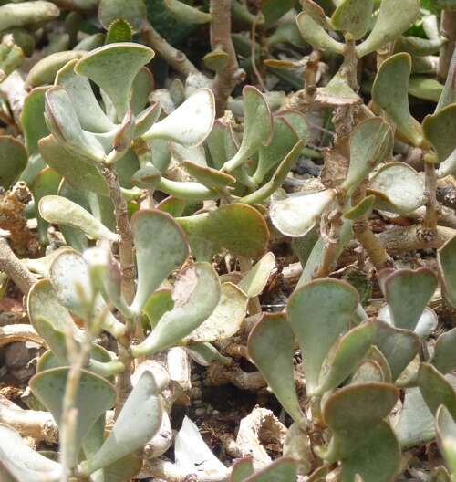 Image of Adromischus marianiae (Marloth) A. Berger