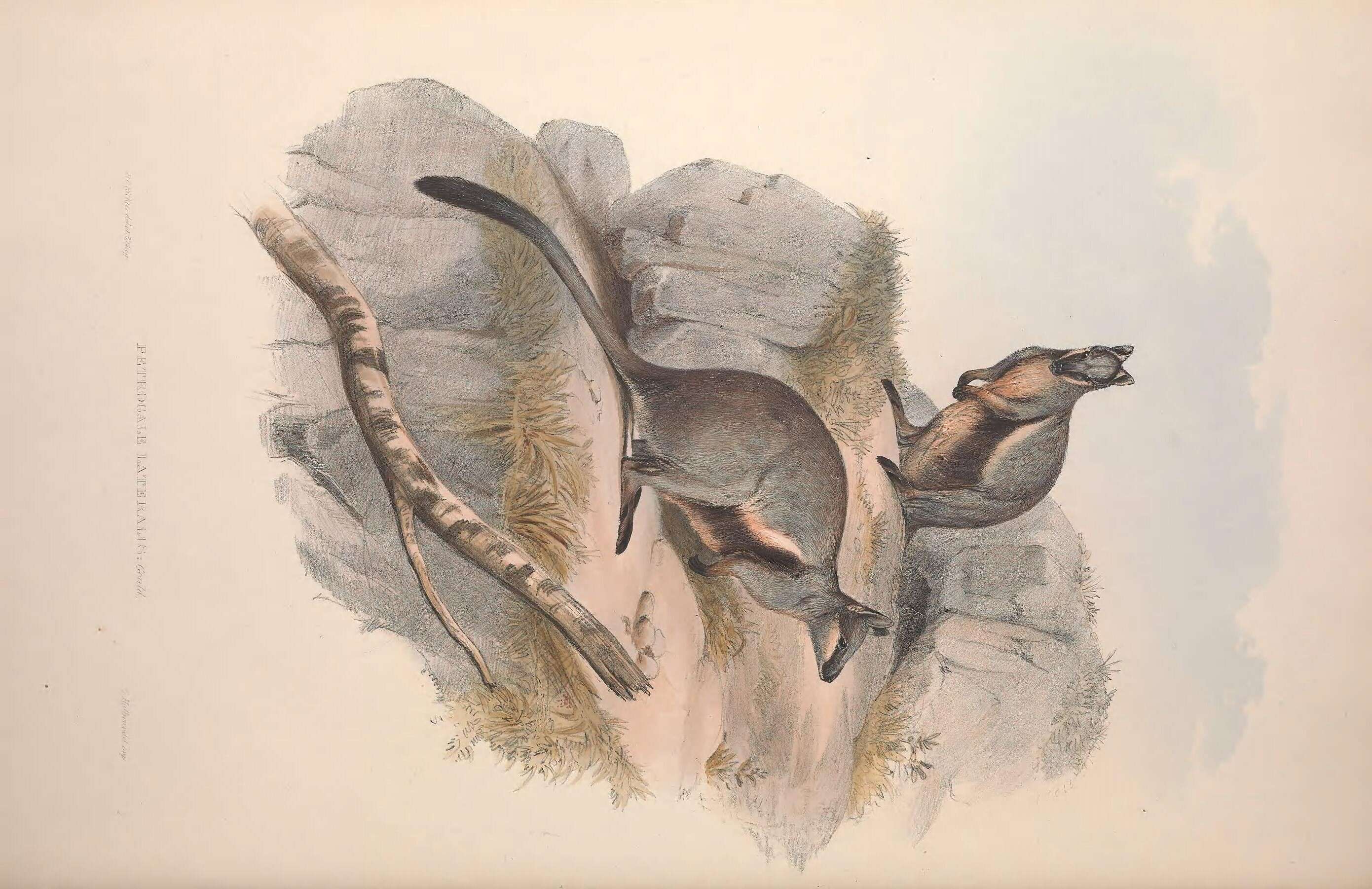 Image de Petrogale lateralis Gould 1842