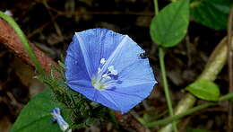 Plancia ëd Jacquemontia sphaerostigma (Cav.) Rusby