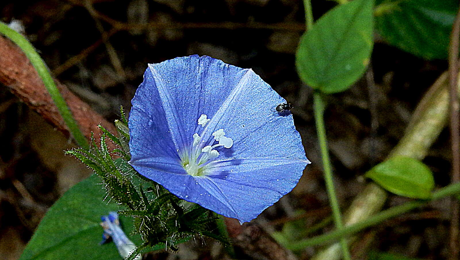 Plancia ëd Jacquemontia sphaerostigma (Cav.) Rusby