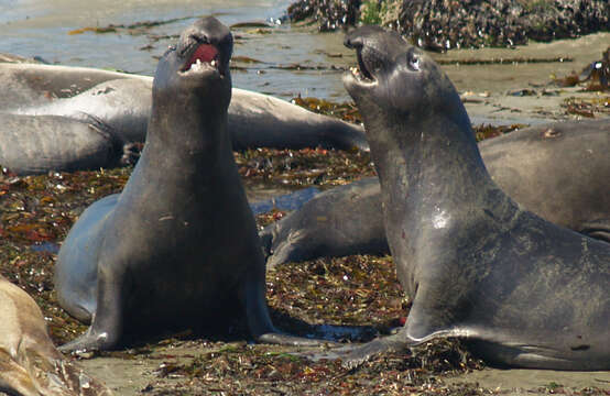 Image of Northern Elephant Seal