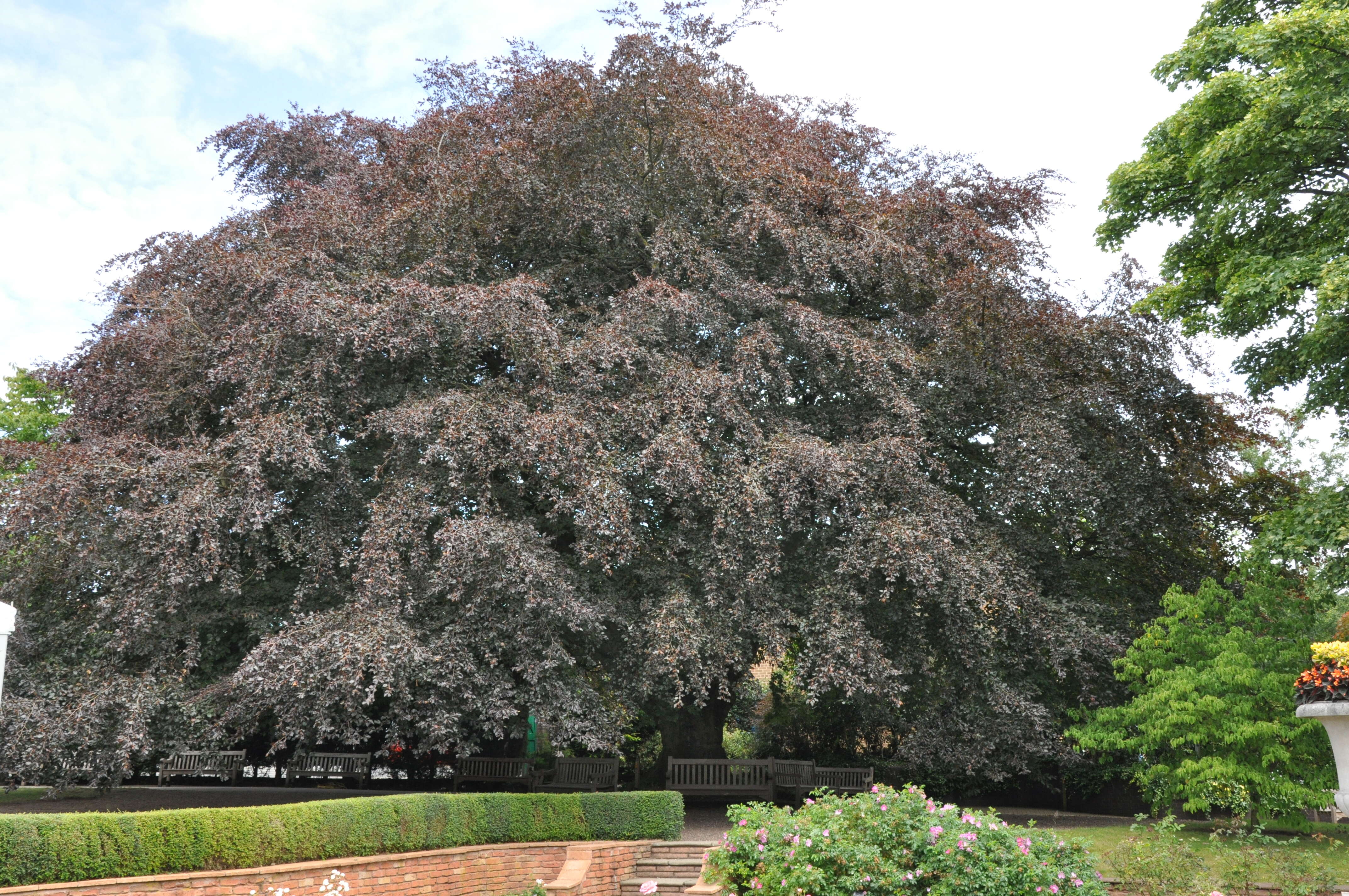 Image of beech