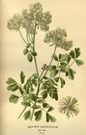 Image of Ranunculaceae