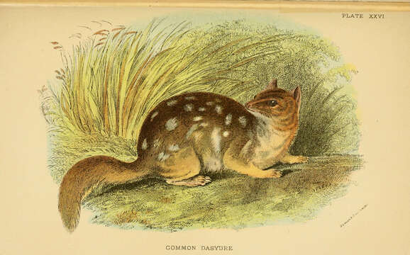 Imagem de Dasyurus viverrinus (Shaw 1800)