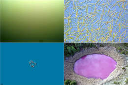 Image of purple sulfur bacteria and relatives