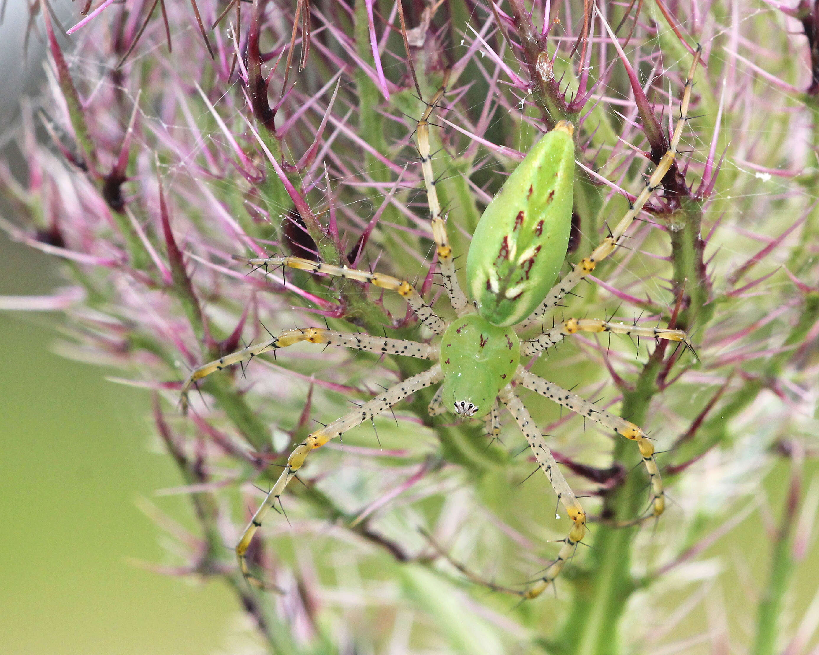 Image of Peucetia