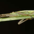 Image of Chorosoma schillingi