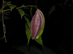 Imagem de Calliandra grandifolia P. H. Allen